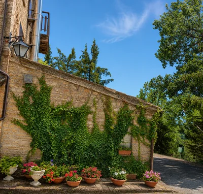 Muro in pietra con edera e vasi di fiori